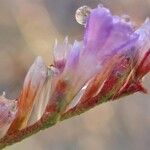 Limonium narbonense Květ