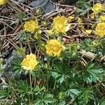 Potentilla brauneana Blomst