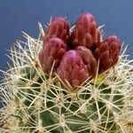 Sclerocactus wetlandicus