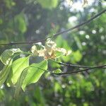 Monodora carolinae Flower