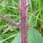 Rubus horrefactus অন্যান্য