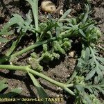 Lepidium coronopus Frucht