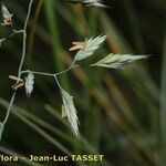 Festuca pallens Otro