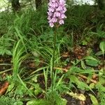 Dactylorhiza maculataFlower