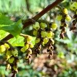 Stachyurus chinensis Flor