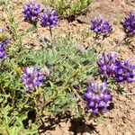 Lupinus sellulus Habit