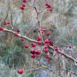 Crataegus laciniata Fruto