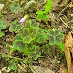 Oxalis violacea পাতা