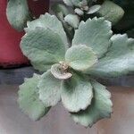 Kalanchoe pumila 葉