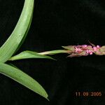 Satyrium nepalense Habit