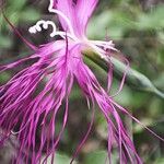 Dianthus superbus പുഷ്പം