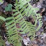 Polypodium cambricum Лист