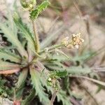 Neotorularia torulosa Fruit