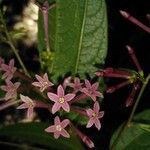 Cestrum poasanum