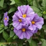 Lycianthes rantonnetii Fula
