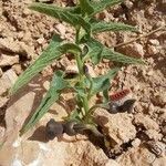 Aristolochia maurorum