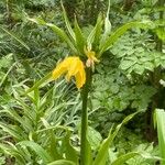 Fritillaria imperialis Deilen