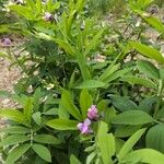 Lathyrus linifolius Flor