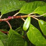 Drymonia stenophylla Лист