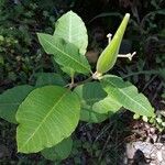 Asclepias variegata 叶