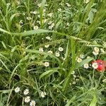 Erigeron strigosusBlüte