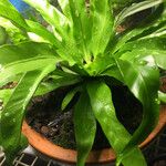 Asplenium antiquum Leaf