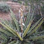 Yucca baccata Hoja