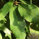 Quercus myrsinifolia Blatt