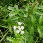 Oenanthe sarmentosa Flower