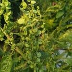 Atriplex hortensis Fruto