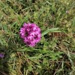 Anacamptis pyramidalisЦвят