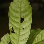 Trichilia schomburgkii Φύλλο