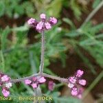 Turgenia latifolia Ostatní