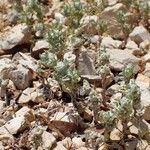 Bombycilaena erecta Habit