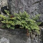 Asplenium ruta-muraria Ліст