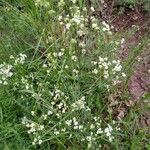 Galium glaucum Habit