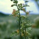 Sphaeralcea incana عادت