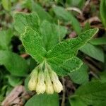 Symphytum tuberosumFlower