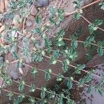 Tribulus cistoides Leaf