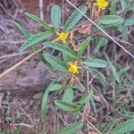 Corchorus trilocularis Leaf