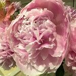 Paeonia lactifloraFlor