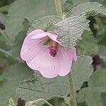 Anisodontea malvastroides Flower