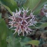 Asclepias speciosaBlüte