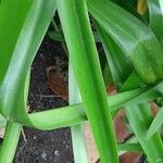 Crinum × powellii Leaf