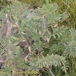 Vicia cusnae Habit