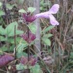 Betonica macranthaFlower