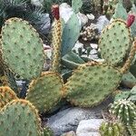 Opuntia aciculata Ліст