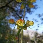 Scrophularia sambucifolia Kukka