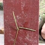 Paspalum scrobiculatum फूल