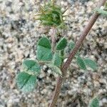 Medicago littoralis Ffrwyth